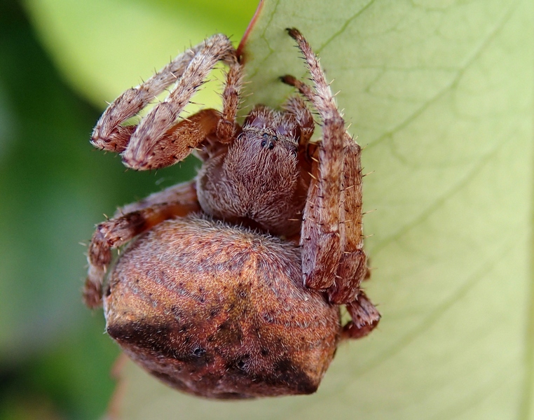 Araneus angulatus - Villorba (TV)